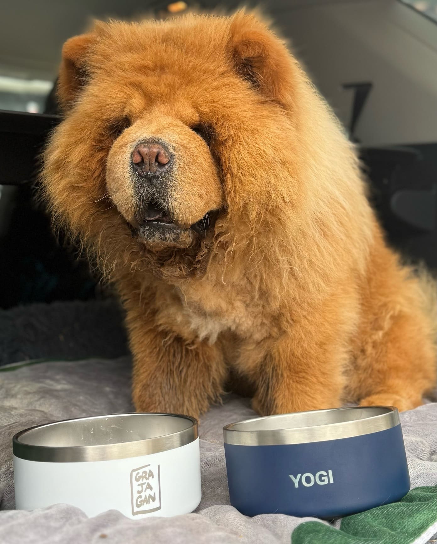 DOG BOWL - 32 OZ